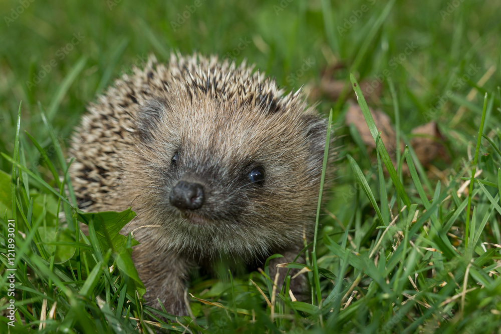 Igel im Garten Igel im Garten