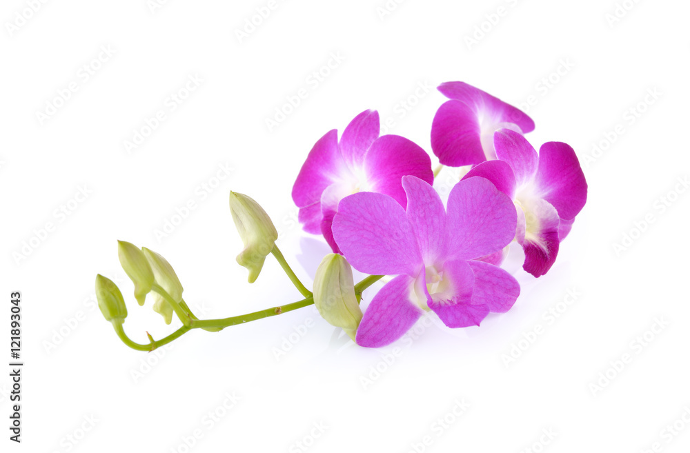 violet orchid with stem on white background violet orchid with stem on white background