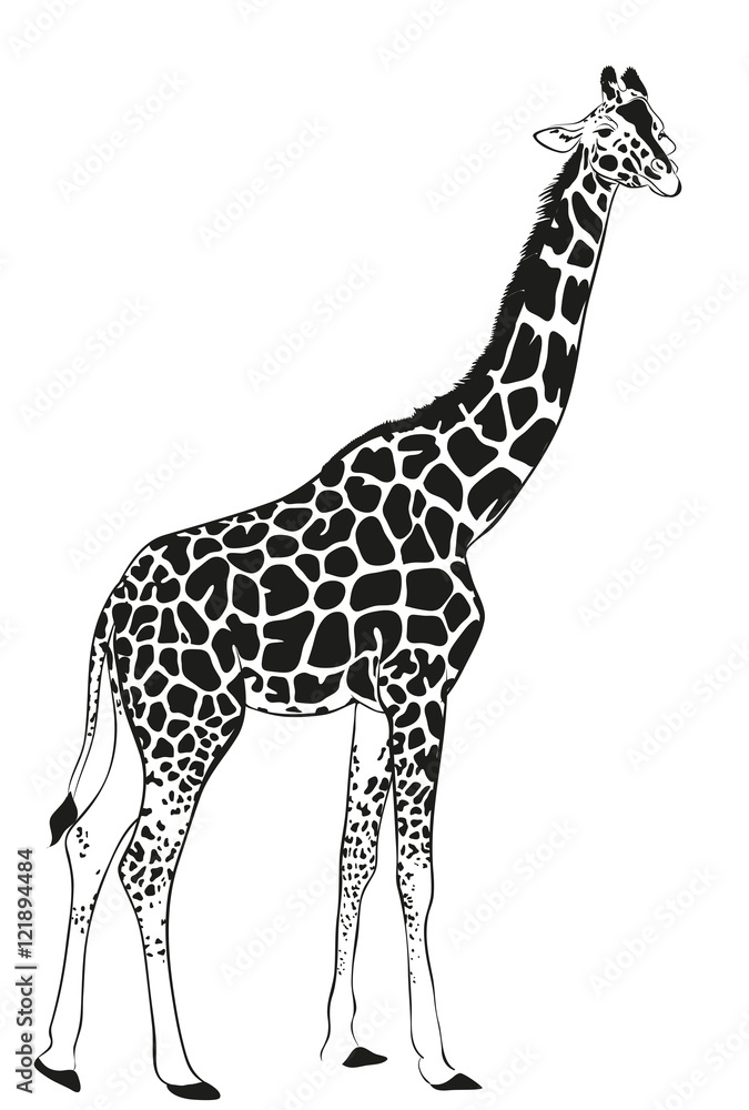 Obraz premium żyrafa
