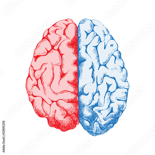 Hand drawn human brain