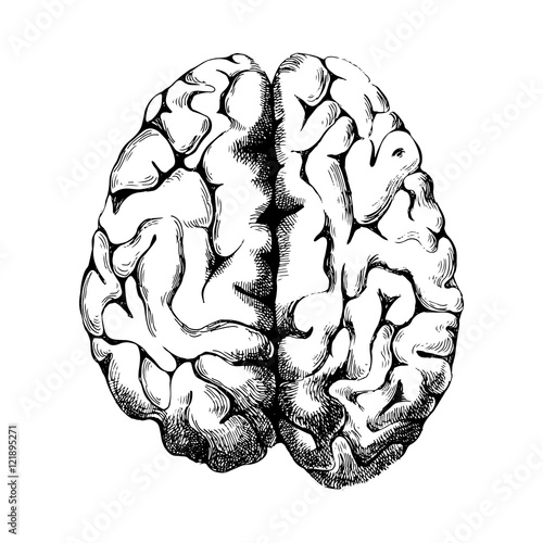 Hand drawn human brain