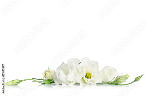 Fototapeta Naklejka Na Ścianę i Meble -  Beautiful white eustoma flowers isolated on white background