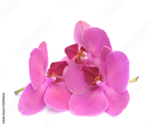 pink orchids