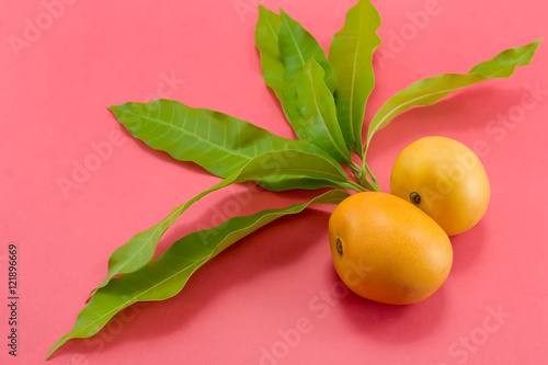 Wallpaper Mural Mango Torontodigital.ca