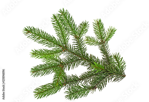 Fir tree branch isolated on a white background