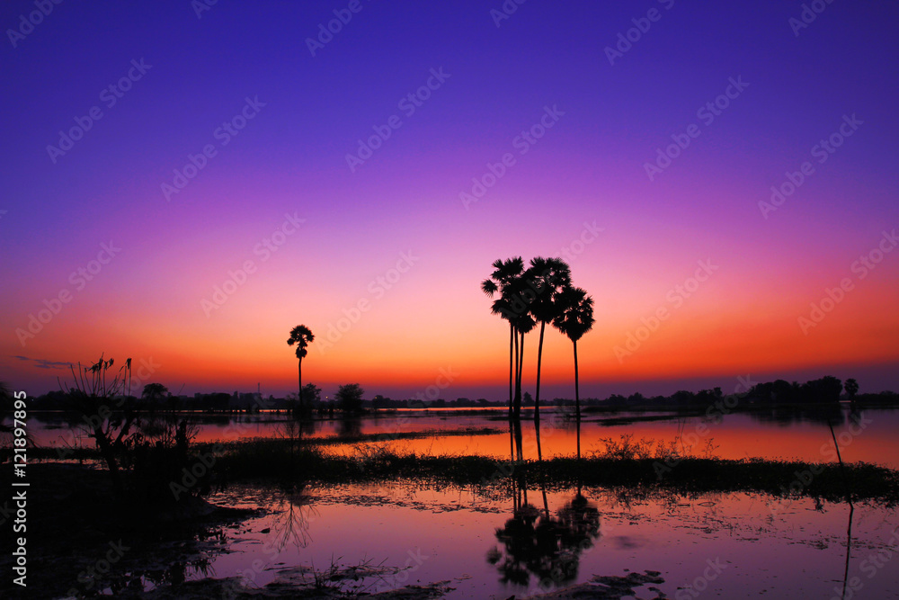 Silhouette twilight sunset sky with palm tree landscape	