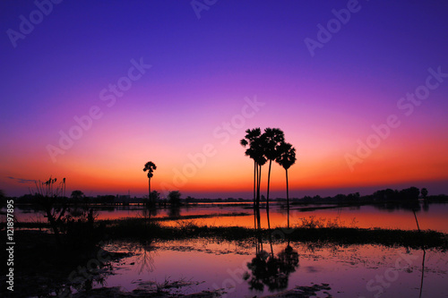 Silhouette twilight sunset sky with palm tree landscape © Sync
