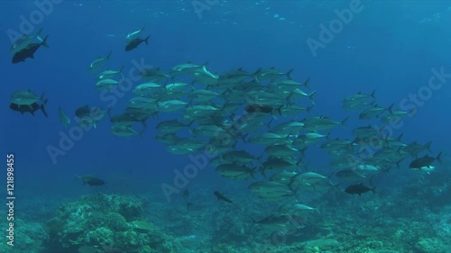 Wallpaper Mural School of Trevallies on a coral reef.  4k footage Torontodigital.ca