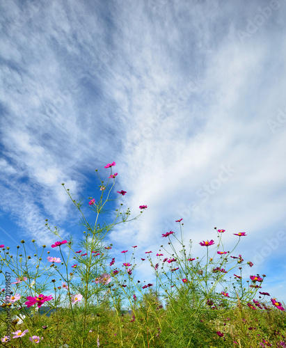 青空に吸い込まれるようなコスモスの花