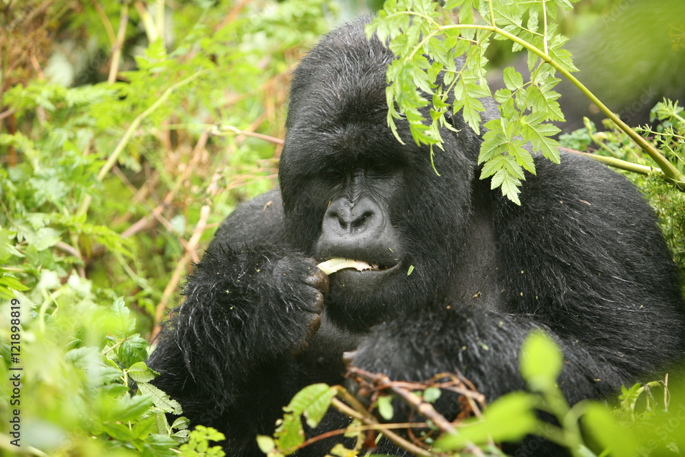 Obraz premium Wild Gorilla animal Rwanda Africa tropical Forest