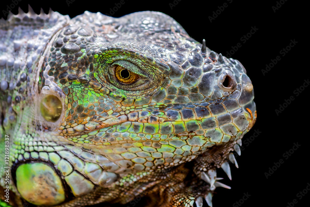 ein Leguan vor dunklem Hintergrund ein Leguan vor dunklem Hintergrund