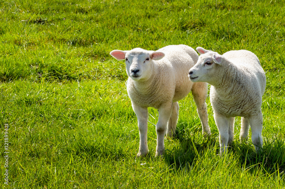 Obraz premium Two little lambs standing in a fresh meadow
