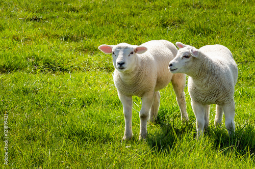 Two little lambs standing in a fresh meadow