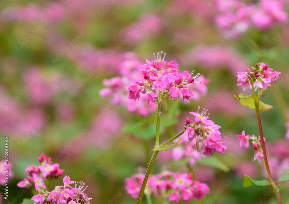 赤ソバの花咲く 赤ソバの花咲く