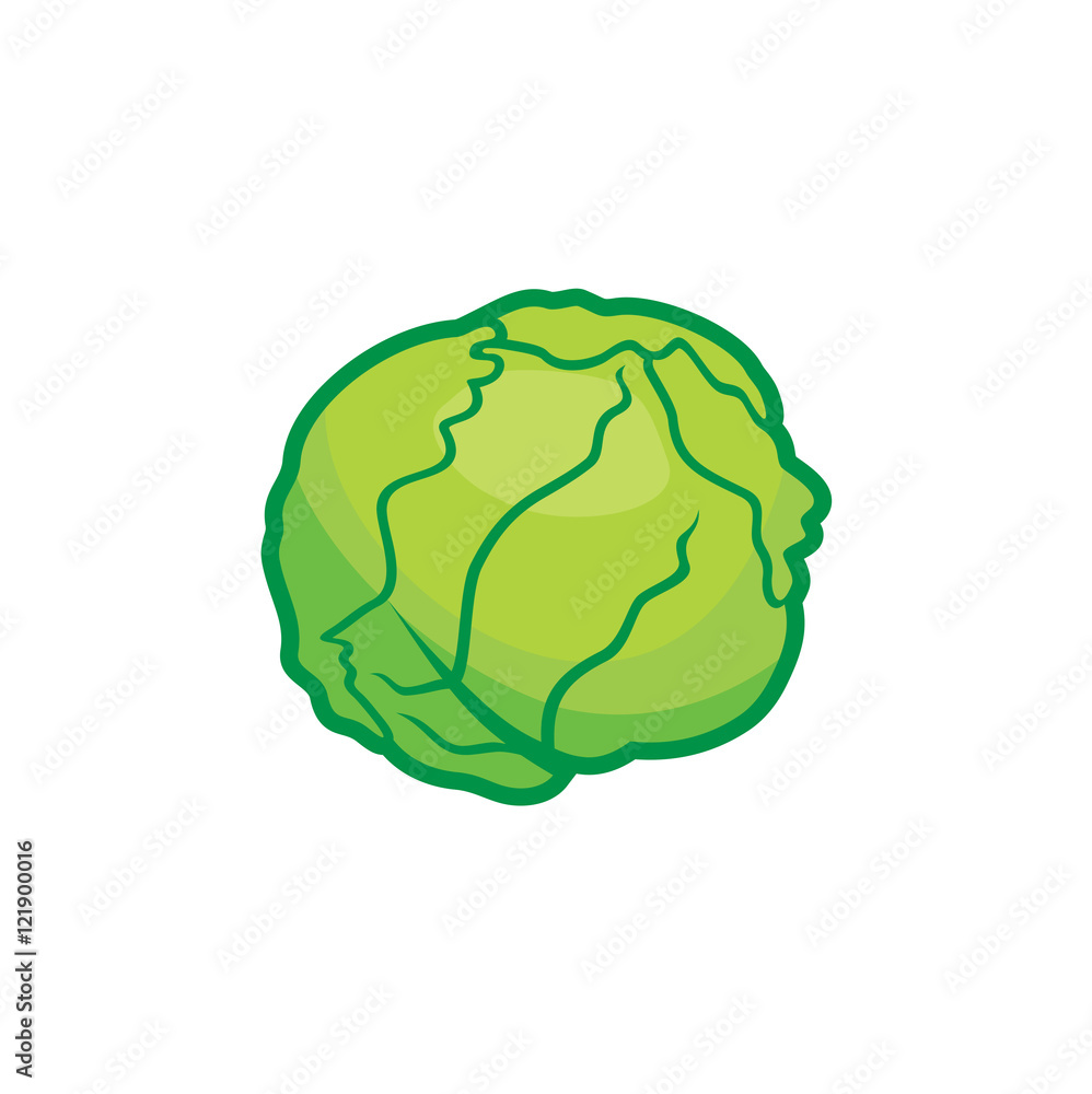 Cabbage on a white background Cabbage on a white background