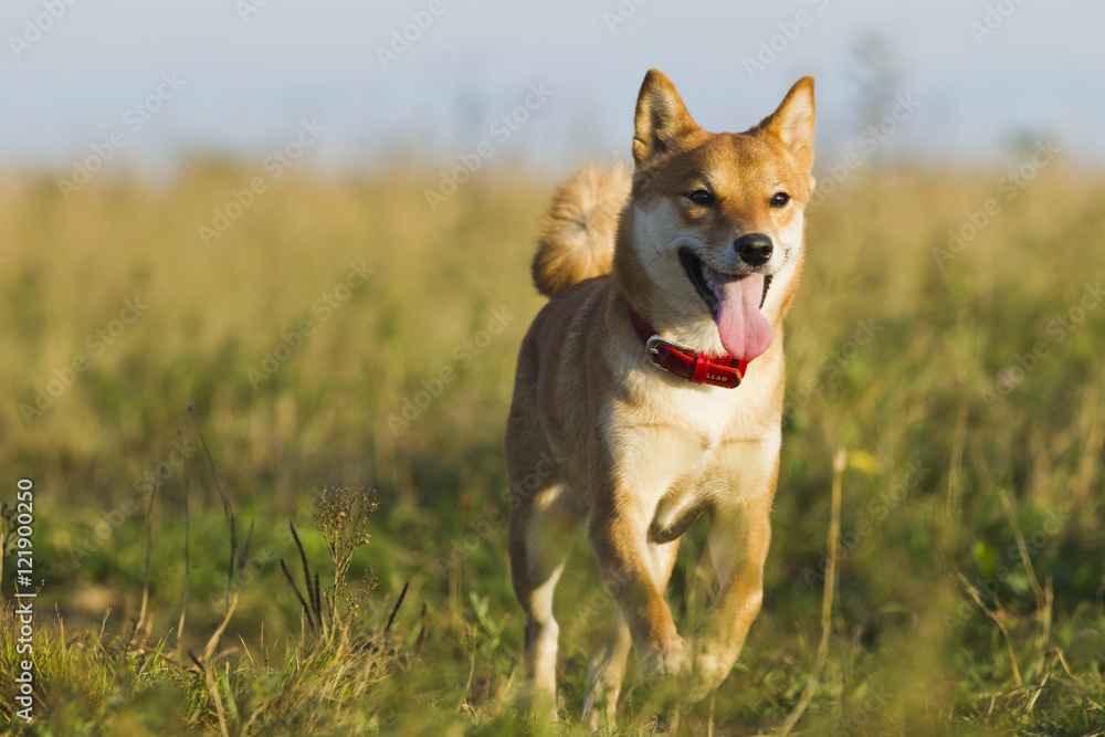 Japanese breed of dogs Sibu Inu for a walk