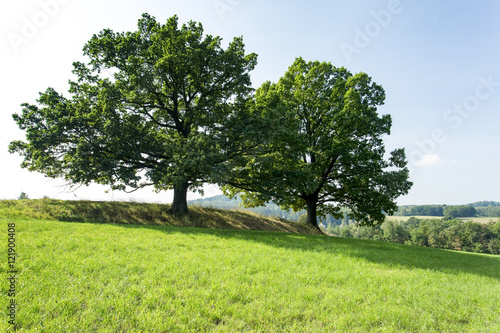 Cultivated landscape with trees