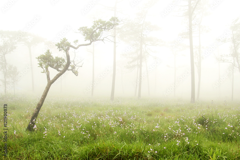 Tree and grassland with foggy forest landscape