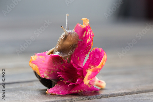 Принти на полотні Snail