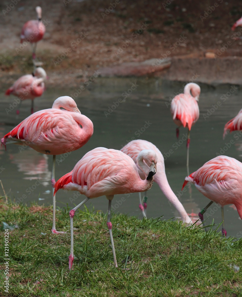 many pink flamingoes are resting on the pond many pink flamingoes are resting on the pond