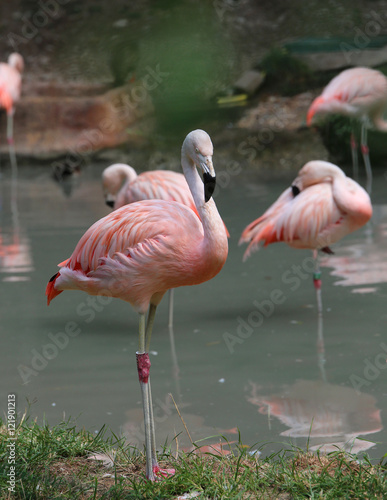 pink flamingo with colored feathers and long beak