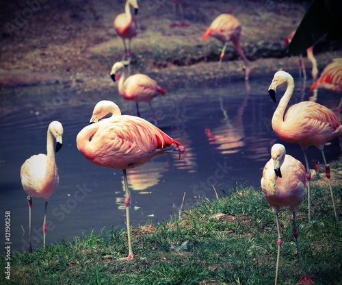 pink flamingos are resting on one leg