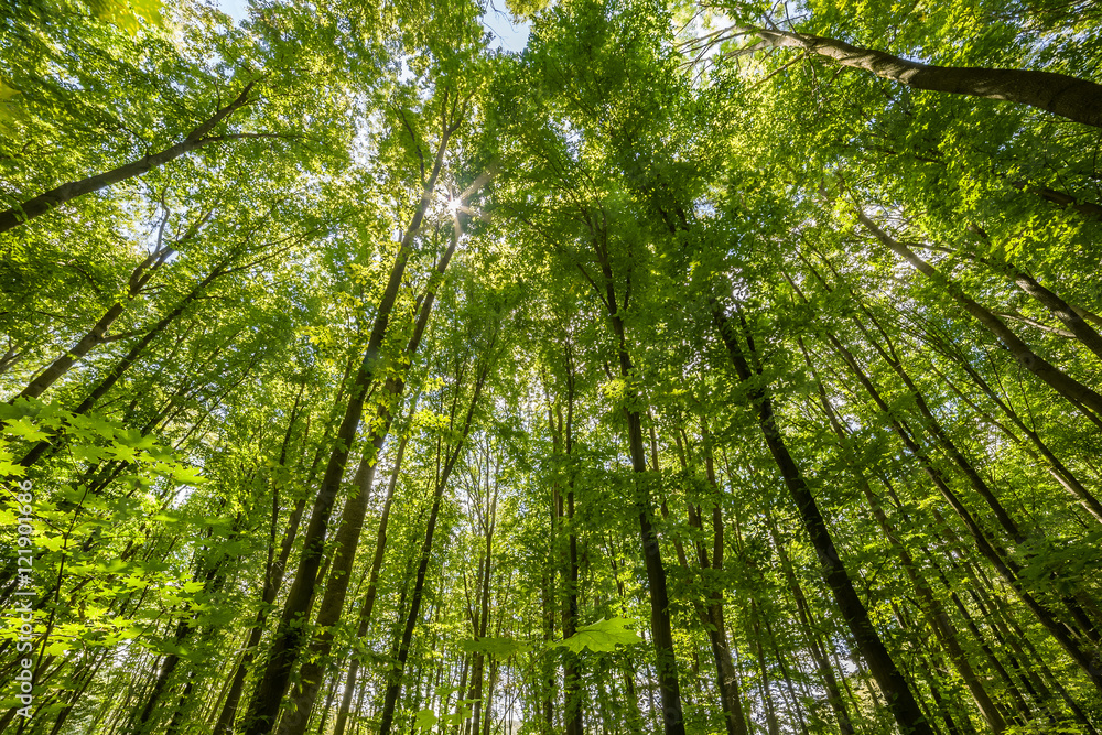 Green Trees Top in Forest Green Trees Top in Forest