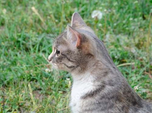 cat at the autumn park