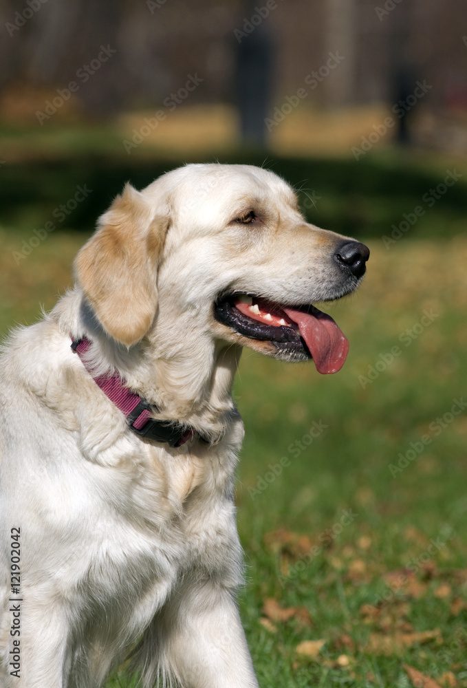golden Retriever Close-up in the park golden Retriever Close-up in the park