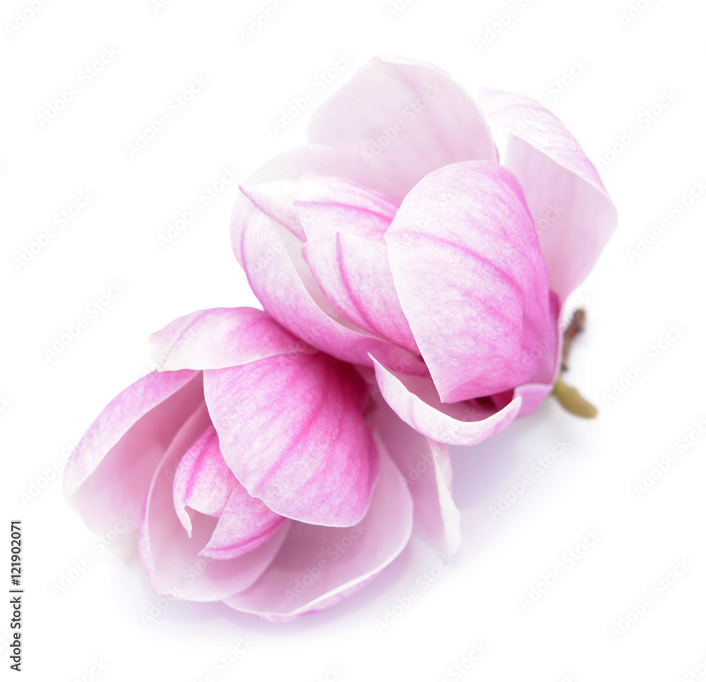 Naklejka premium magnolia