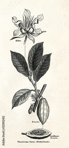 Cacao tree (Theobroma cacao) (from Meyers Lexikon, 1895, 7/338/339) photo