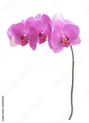 Fototapeta Naklejka Na Ścianę i Meble -   orchids
