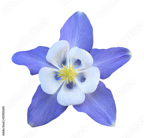 Aquilegia flower