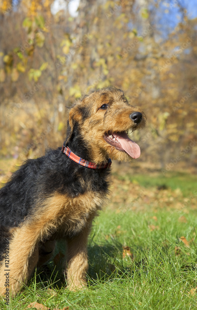 Airedale terrier Close-up in the park Airedale terrier Close-up in the park