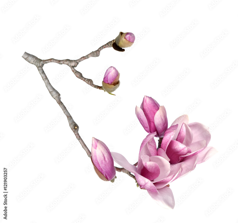 Fototapeta premium pink magnolia