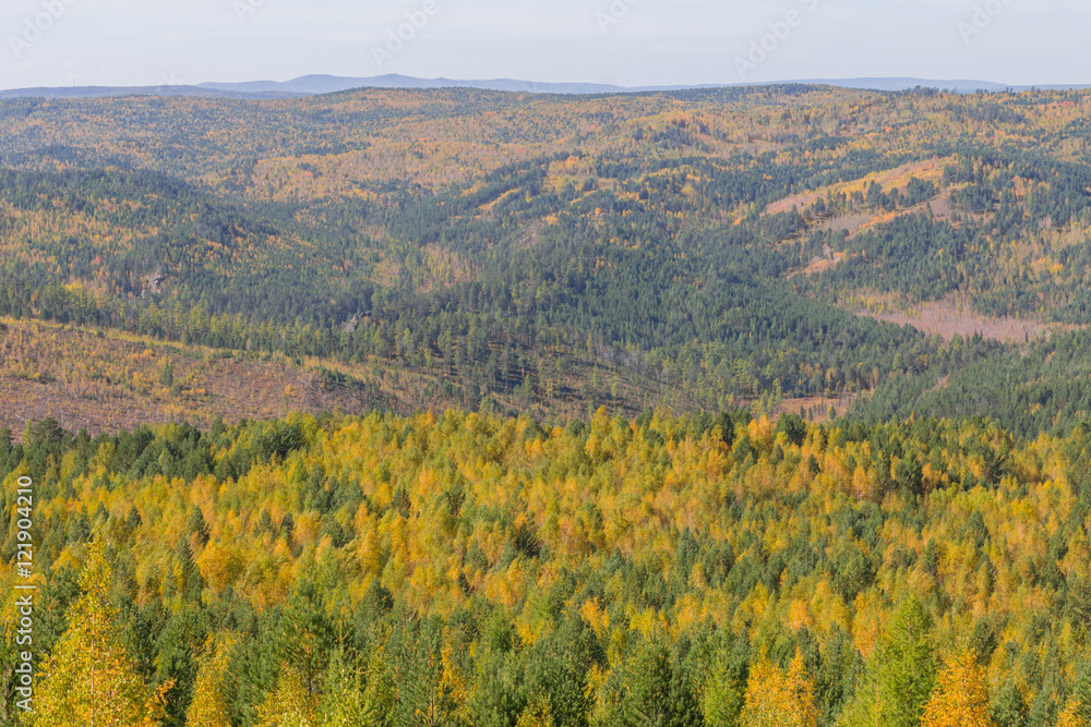 golden autumn in the carpathian mountains, yellow and green tree