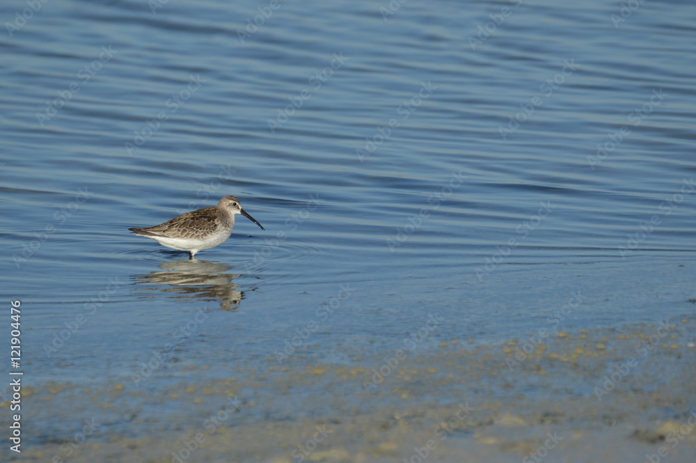 paisajes de marismas y aves en las salinas paisajes de marismas y aves en las salinas