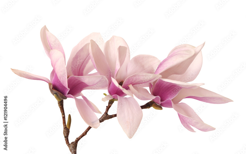 Naklejka premium pink magnolia