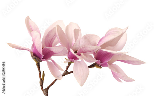 pink magnolia © anphotos99