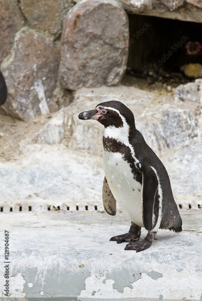 Naklejka premium Penguins ,Sphenisciformes