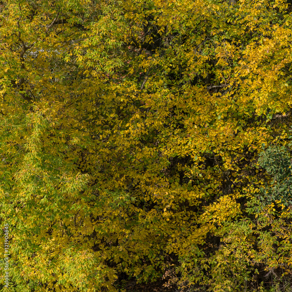 background autumn forest background autumn forest