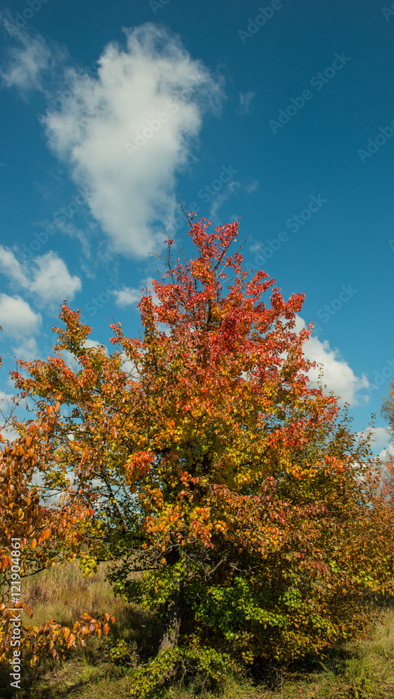 autumn landscape