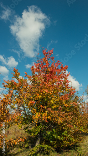 autumn landscape