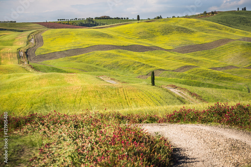 Val d Orcia  Tuscany  Italy