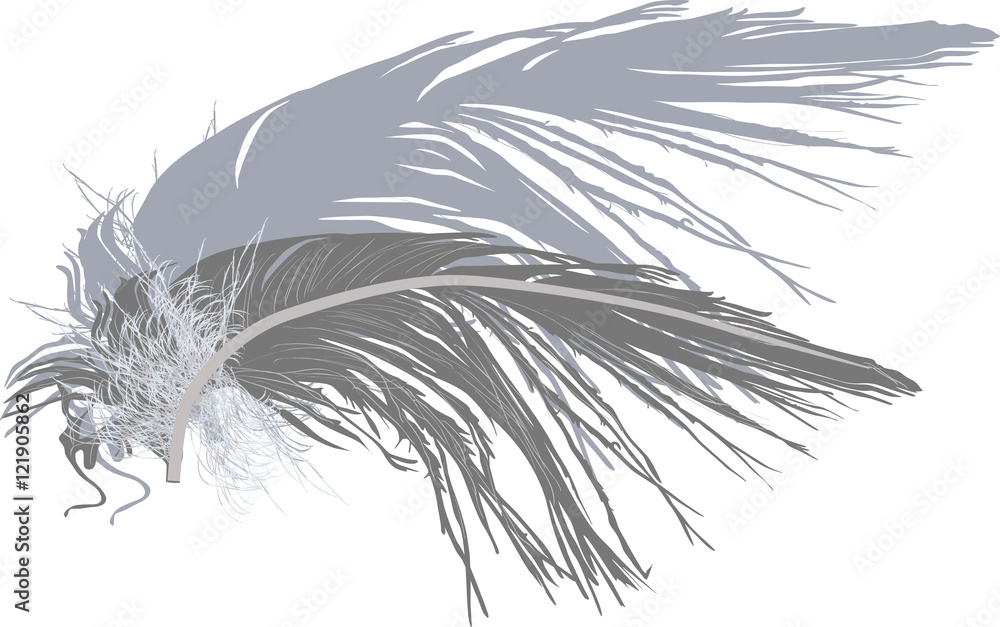 grey feather with shadow isolated on white
