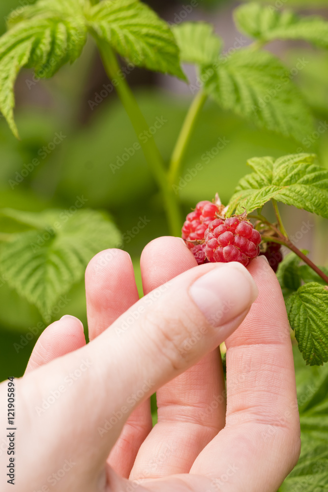 Female hand touches of red raspberries on a branch with green leaves Female hand touches of red raspberries on a branch with green leaves