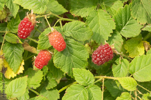 Raspberries with green leaves on a branch