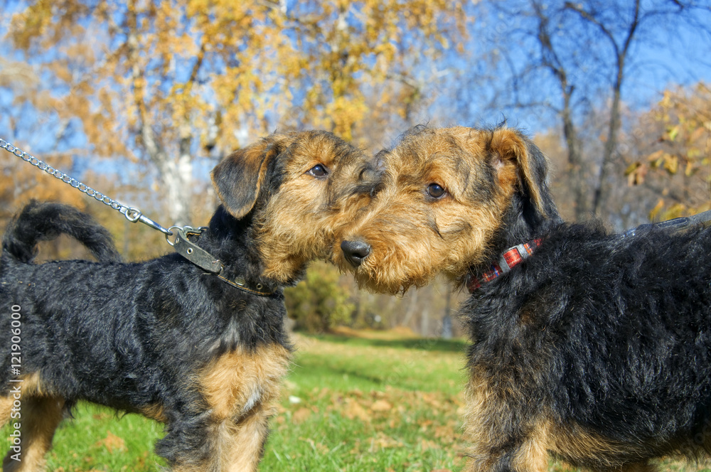 Airedale terrier Close-up in the park Airedale terrier Close-up in the park