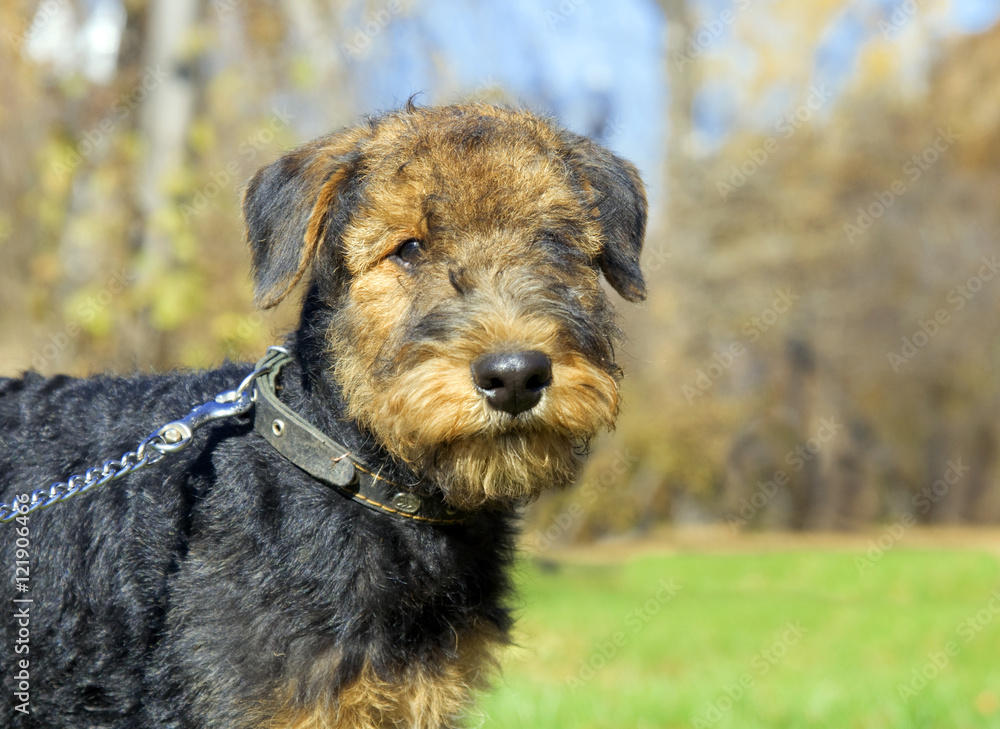 Airedale terrier Close-up in the park Airedale terrier Close-up in the park
