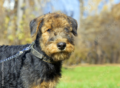 Airedale terrier Close-up in the park